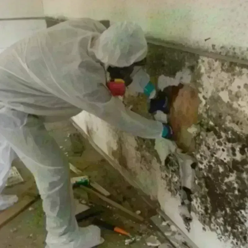 Mold Remediation and Removal in Taylor, TX